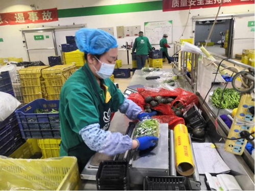 苗菜當(dāng)家顯身手 春季采后管理助力都市農(nóng)業(yè)與旅游新體驗(yàn)